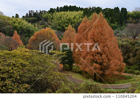 Metasequoia 110845204