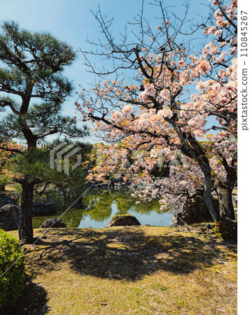 Relaxing and calm water during spring in Tokyo Relaxing and calm water during spring in Tokyo 110845267