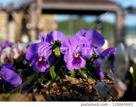 沐浴在陽光下的三色堇花(紫色三色紫羅蘭) 沐浴在陽光下的三色堇花(紫色三色紫羅蘭) 110845693