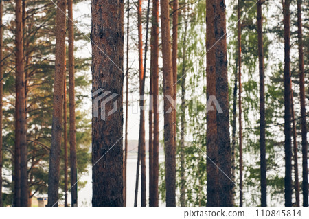 View of the beautiful summer coniferous forest with copy space. Tall brown pine trunks.  110845814