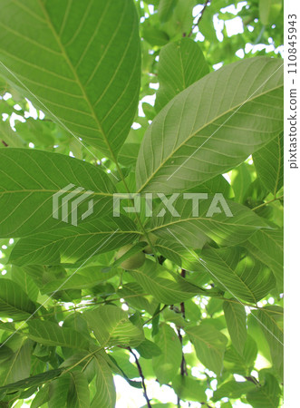 Branch Of Walnut Tree With Green Leaves And Young Ovaries Vertical Stock Photo 110845943