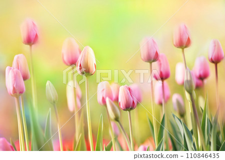 Spring blossoming tulips in garden, springtime bright flowers in the field, pastel and soft floral card, selective focus, shallow DOF, toned Spring blossoming tulips in garden, springtime bright flowers in the field, pastel and soft floral card, selective focus, shallow DOF, toned 110846435