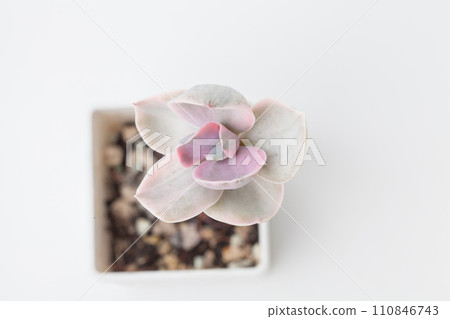 Echeveria Gibbiflora Decora Succulent flower houseplant top view Echeveria Gibbiflora Decora Succulent flower houseplant top view 110846743