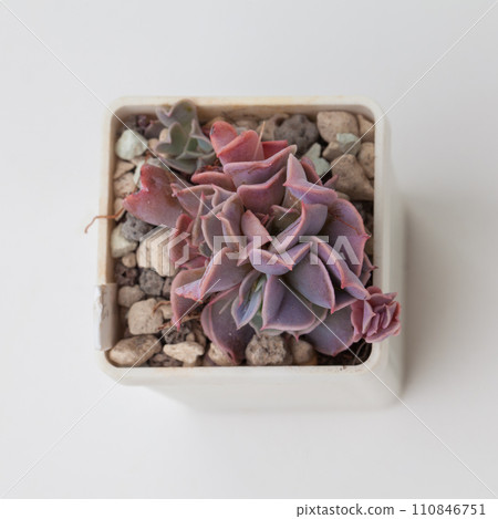 Purple pink Echeveria Swan Lake top view 110846751