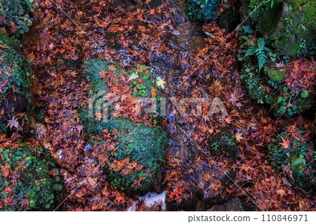 Autumn tree tunnel 110846971