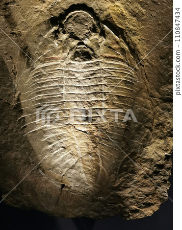 natural trilobite texture natural trilobite texture 110847434