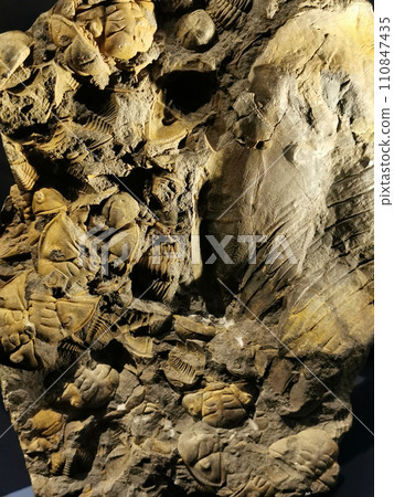 natural trilobite texture 110847435