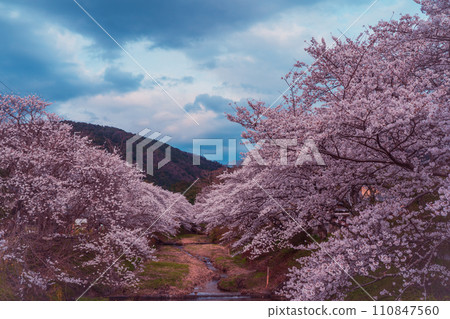 拍攝京都府都築郡井出町被選為平成百選名水之一的玉川的櫻花。 拍攝京都府都築郡井出町被選為平成百選名水之一的玉川的櫻花。 110847560
