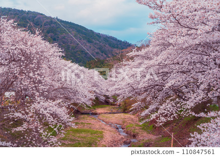Photographing the cherry blossoms of the Tamagawa River, which was selected as one of the top 100 famous waters of the Heisei era in Ide-cho, Tsuzuki-gun, Kyoto Prefecture. Photographing the cherry blossoms of the Tamagawa River, which was selected as one of the top 100 famous waters of the Heisei era in Ide-cho, Tsuzuki-gun, Kyoto Prefecture. 110847561