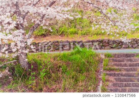Photographing the cherry blossoms of the Tamagawa River, which was selected as one of the top 100 famous waters of the Heisei era in Ide-cho, Tsuzuki-gun, Kyoto Prefecture. 110847566