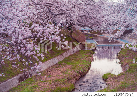 Photographing the cherry blossoms of the Tamagawa River, which was selected as one of the top 100 famous waters of the Heisei era in Ide-cho, Tsuzuki-gun, Kyoto Prefecture. 110847584