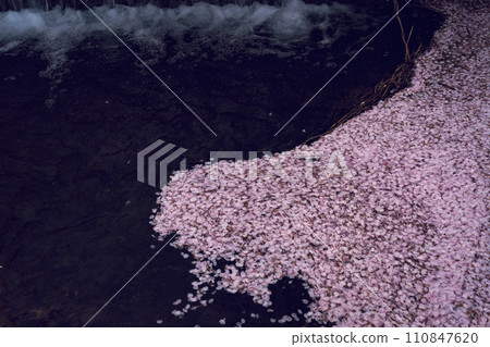 Photographing the cherry blossoms of the Tamagawa River, which was selected as one of the top 100 famous waters of the Heisei era in Ide-cho, Tsuzuki-gun, Kyoto Prefecture. 110847620