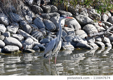 我發現了一隻灰鷺(灰鷺) 我發現了一隻灰鷺(灰鷺) 110847674