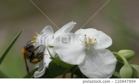 A bee perches on a white dayflower flower 110847894