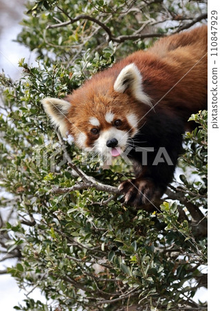 小熊貓在樹上伸出舌頭 110847929