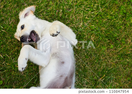 Playful Puppy Enjoying a Golden Retriever on the Green Grass During a Sunny Day 110847954