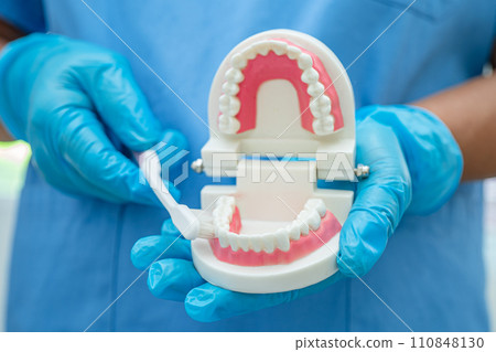 Asian dentist cleaning teeth of dental model with tooth brush for patient and studying about dentistry. Asian dentist cleaning teeth of dental model with tooth brush for patient and studying about dentistry. 110848130