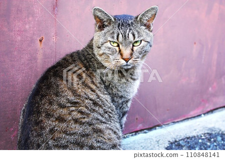 A cat with a strong gaze that survives in nature 110848141