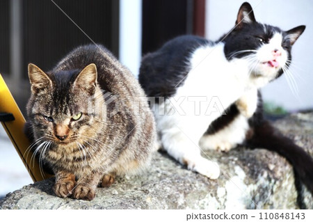 Sometimes tongue comes out 110848143