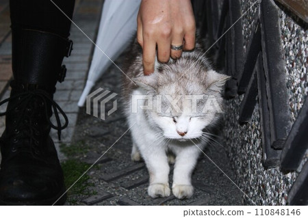 一隻貓在避雨。 110848146