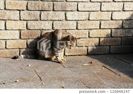 acorn and cat 110848147