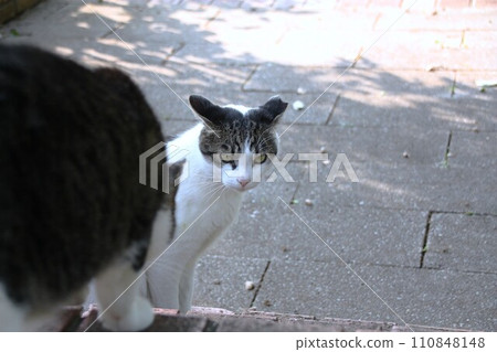 squid ear cat 110848148