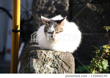 Cat with squid ears. Cat with squid ears. 110848149