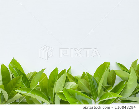 Green leaves at the bottom with empty space for text or inscription. concept 110848294