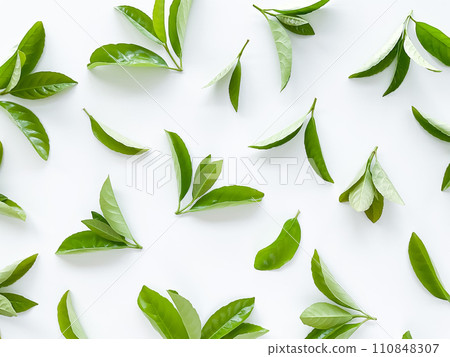 green leaves on a white background. Large fresh decorative leaves. 110848307