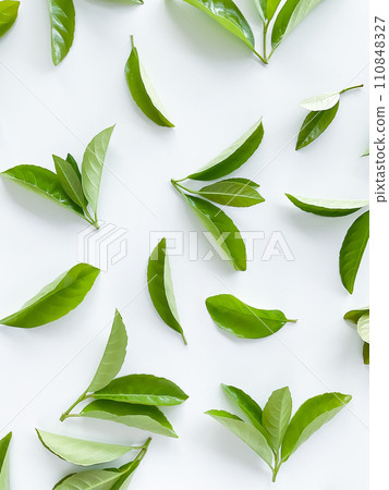 green leaves on a white background. Large fresh decorative leaves. 110848327