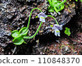Koshinsou, a special natural monument of Mt. Koshin 110848370