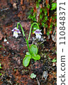 Koshinsou, a special natural monument of Mt. Koshin 110848371