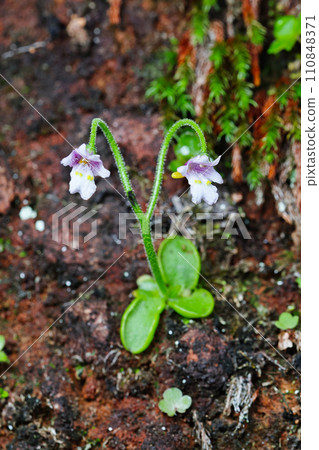Koshinsou, a special natural monument of Mt. Koshin 110848371