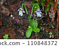 Koshinsou, a special natural monument of Mt. Koshin 110848372
