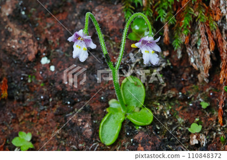 甲神山特別天然紀念物甲神莊 甲神山特別天然紀念物甲神莊 110848372