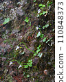 Koshinsou, a special natural monument of Mt. Koshin 110848373