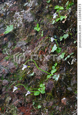 甲神山特別天然紀念物甲神莊 110848373