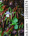 Koshinsou, a special natural monument of Mt. Koshin 110848374