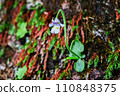 Koshinsou, a special natural monument of Mt. Koshin 110848375