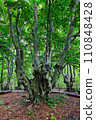 Agariko Daio, a giant beech tree at the foot of Mt. Chokai 110848428