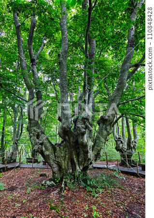 Agariko Daio, a giant beech tree at the foot of Mt. Chokai 110848428