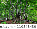 Agariko Daio, a giant beech tree at the foot of Mt. Chokai 110848430