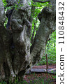Agariko Daio, a giant beech tree at the foot of Mt. Chokai 110848432