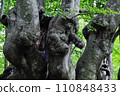 Agariko Daio, a giant beech tree at the foot of Mt. Chokai 110848433