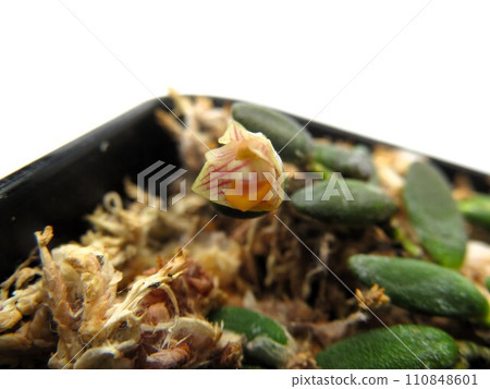 Lichenastrum Lichenastrum 110848601