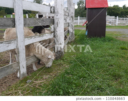 羊吃草 羊吃草 110848663