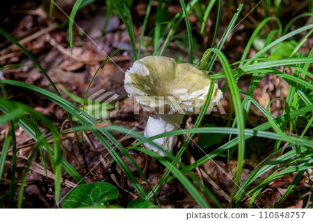 Russula virescens - mushroom commonly known as the green-cracking russula, the quilted green russula, or the green brittlegill mushroom.. Russula virescens - mushroom commonly known as the green-cracking russula, the quilted green russula, or the green brittlegill mushroom.. 110848757