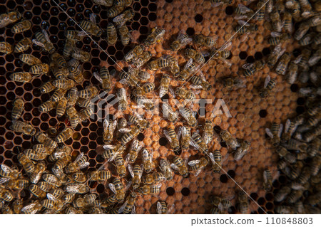 Working bees in a hive on honeycomb. Bees inside hive with sealed and open cells for their young.. Working bees in a hive on honeycomb. Bees inside hive with sealed and open cells for their young.. 110848803