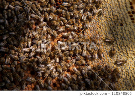 Working bees in a hive on honeycomb. Bees inside hive with sealed and open cells for their young.. Working bees in a hive on honeycomb. Bees inside hive with sealed and open cells for their young.. 110848805