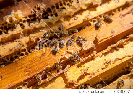 Open hive showing the bees swarming on a honeycomb.. 110848807